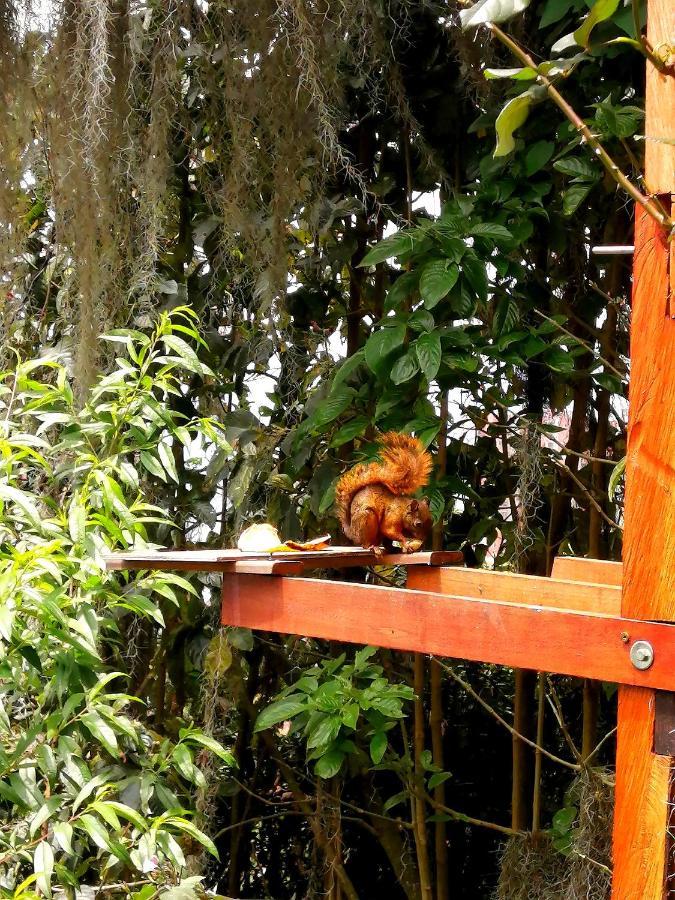 Eco Hostal Casa La Juana Acomodação com café da manhã Medellín Exterior foto