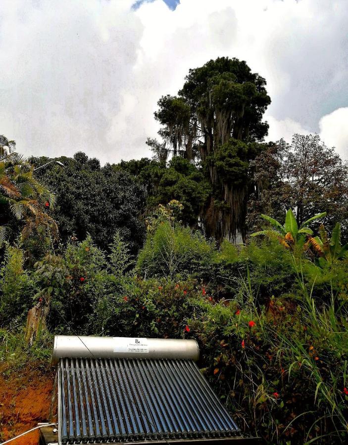 Eco Hostal Casa La Juana Acomodação com café da manhã Medellín Exterior foto